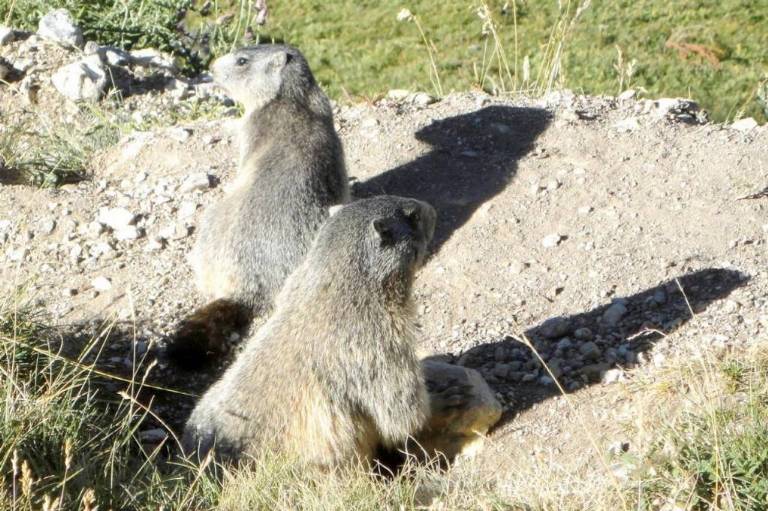 5cb_marmottes.JPG